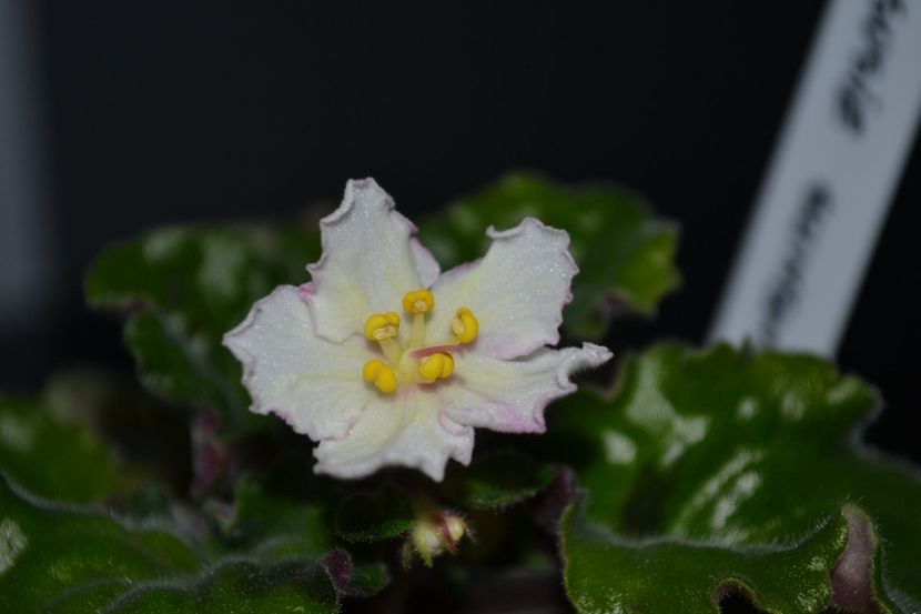 susie sunshine - Violete standard