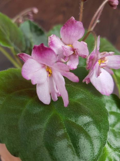 the madam - Violete standard