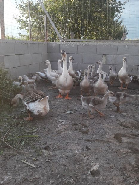  - Boboci de gasca africana 2018