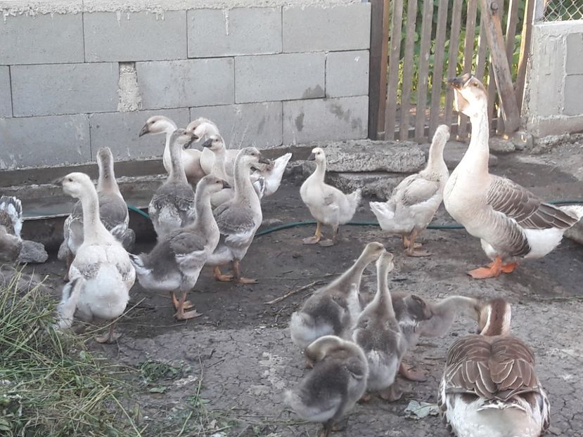  - Boboci de gasca africana 2018