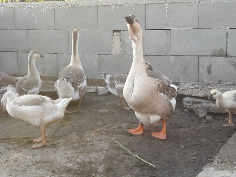  - Boboci de gasca africana 2018