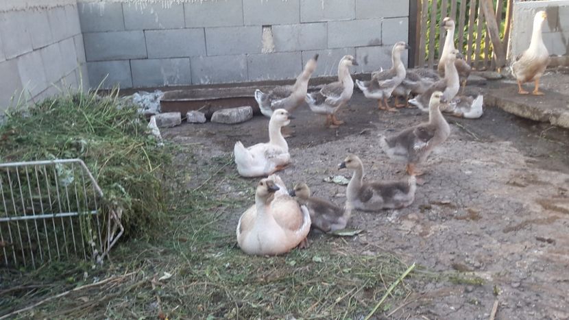  - Boboci de gasca africana 2018