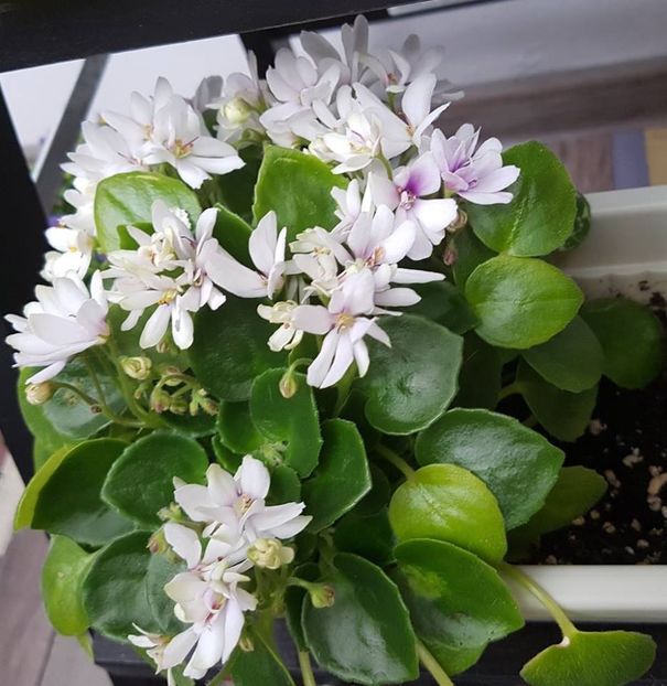 broadway star trail - Violete trailer