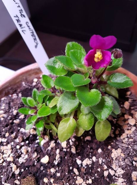 little chippery trail - Violete trailer