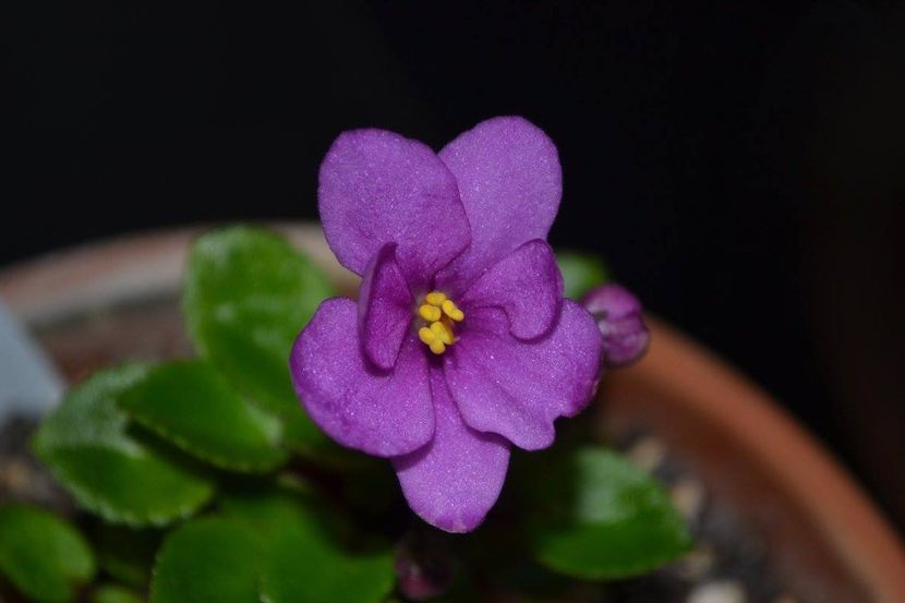 little chippery trail - Violete trailer