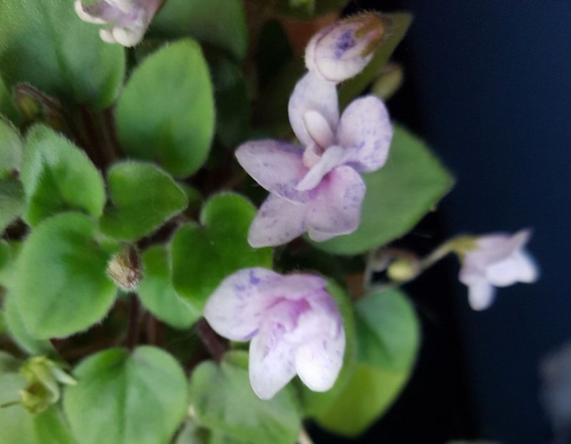 rob s bolaroo - Violete trailer