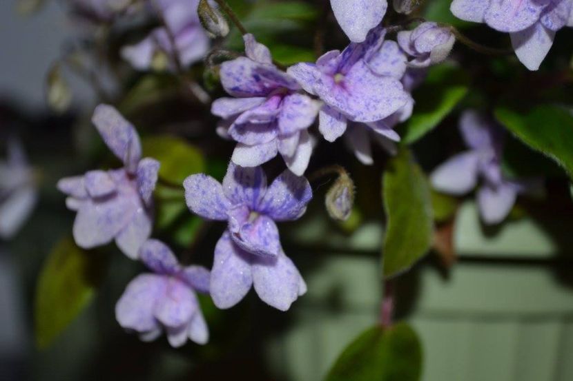 rob s bolaroo - Violete trailer