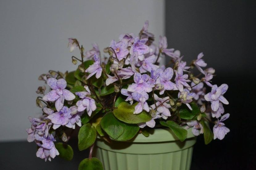 rob s bolaroo - Violete trailer