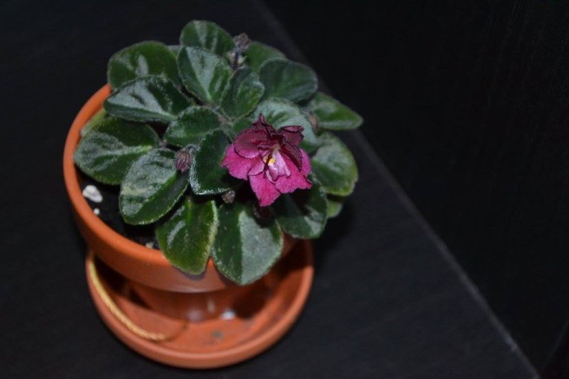 jolly wow - Violete mini - semi mini