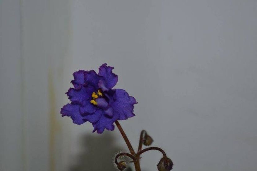 rare tapestry - Violete mini - semi mini