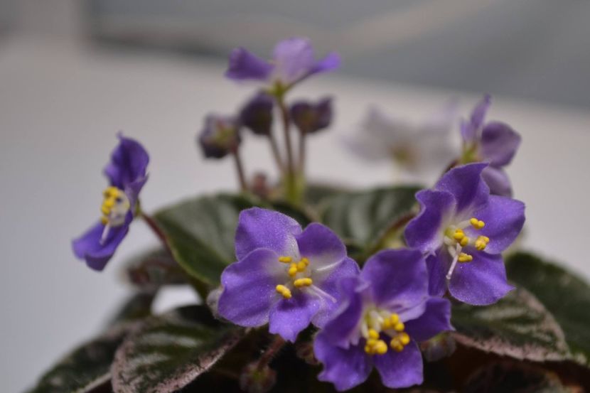 shirlas hawaian lei - Violete mini - semi mini