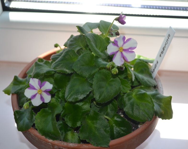 chimera fiery trail - Violete chimere