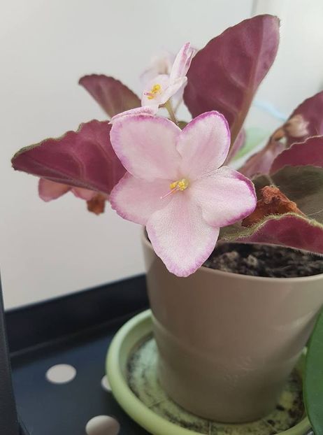 glitter surprise - Violete chimere