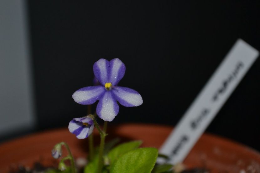 Pixie Runaround Sport trail - Violete chimere