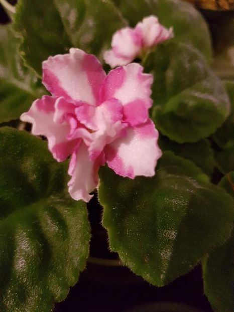 rumor - Violete chimere