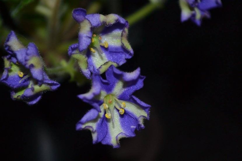 yokako - Violete chimere