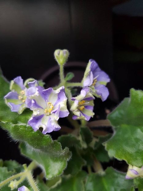 yokako - Violete chimere