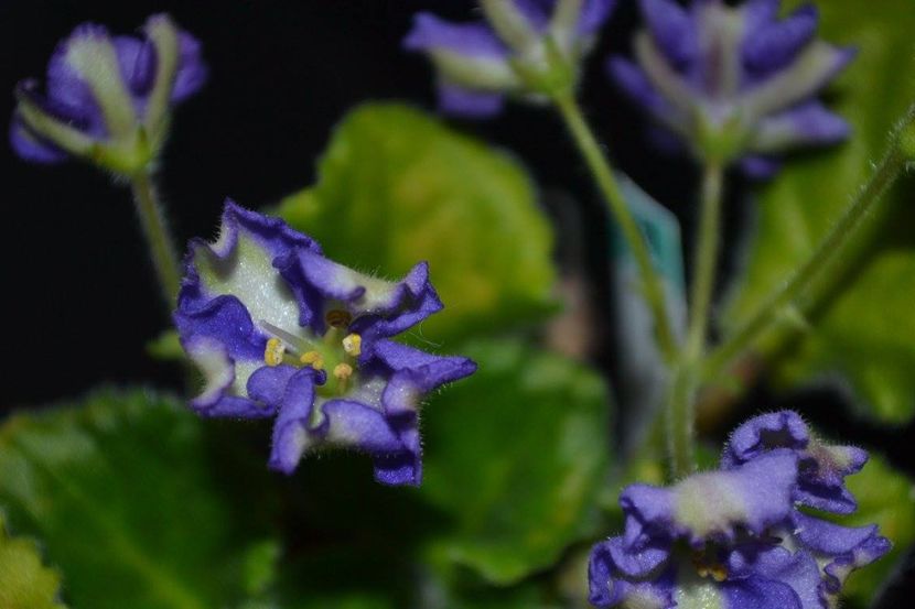 yukako - Violete chimere