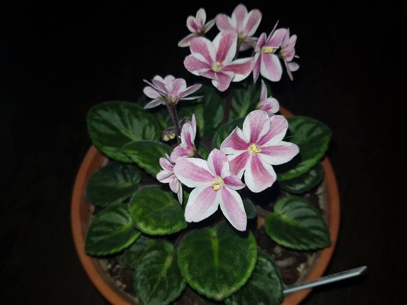 new waves - Violete chimere