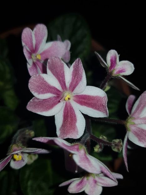 new waves - Violete chimere