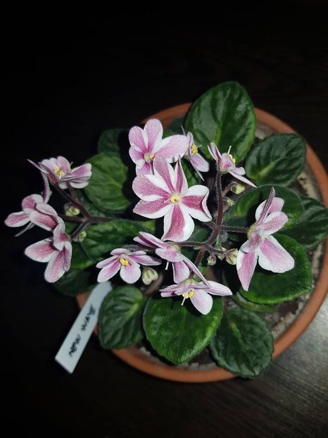 new waves - Violete chimere