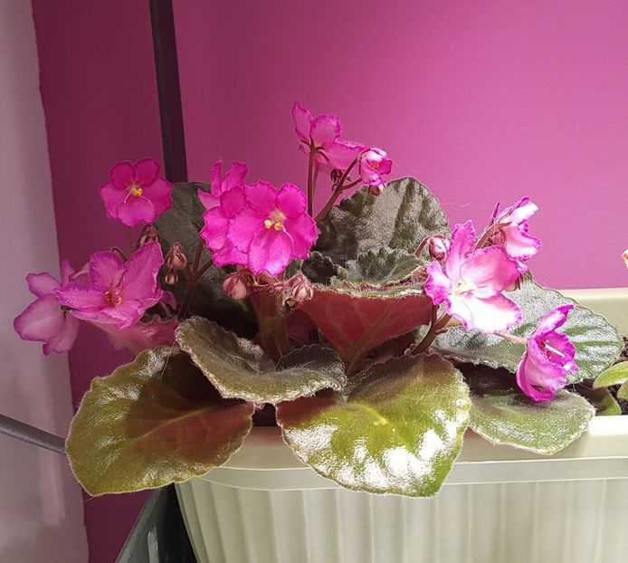 anonima05 - Violete anonime