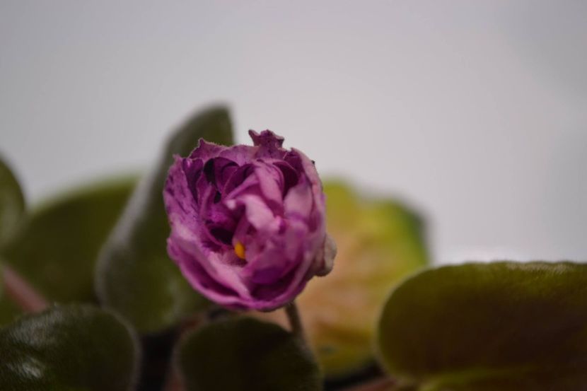 anonima06 - Violete anonime