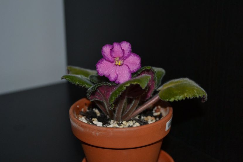 anonima05 - Violete anonime