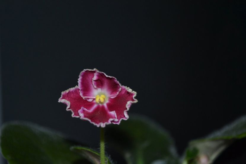 anonima07 - Violete anonime