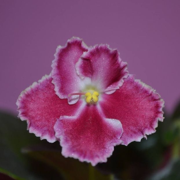 anonima07 - Violete anonime