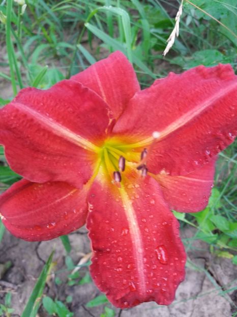  - 0Flori de interior si exterior 2018