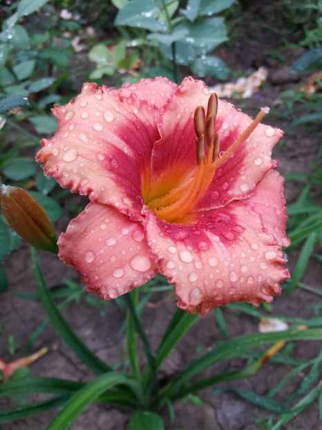  - 0Flori de interior si exterior 2018