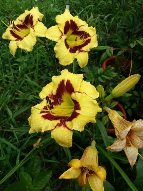  - 0Flori de interior si exterior 2018