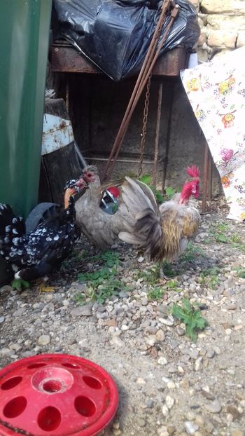  - 1 Toate Gaini pitice pe care le-am avut