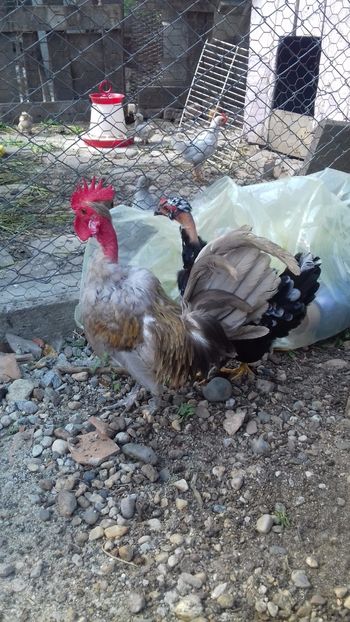  - 1 Toate Gaini pitice pe care le-am avut