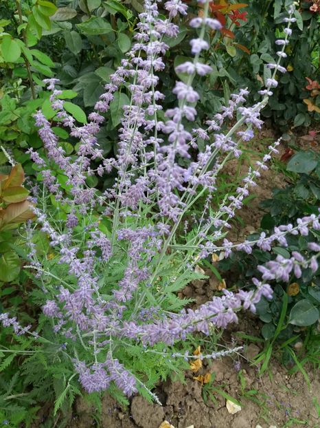  - 0Flori de interior si exterior 2018