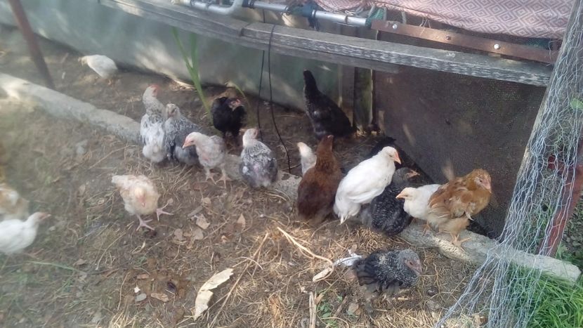  - Pui de găină mixtă moțată încălțată 2018