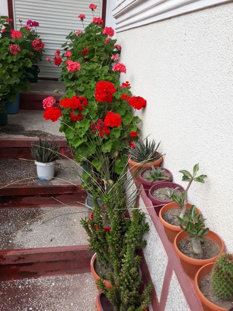 20180715_135849[1] - Flori in curte
