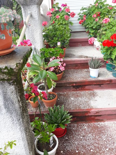 20180715_135900[1] - Flori in curte