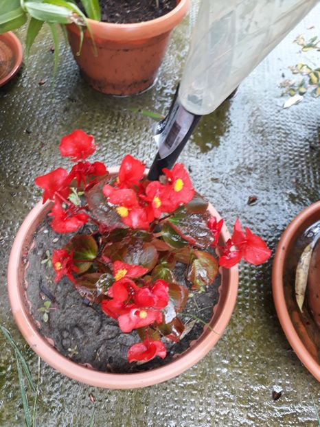 20180715_135506[1] - begonii