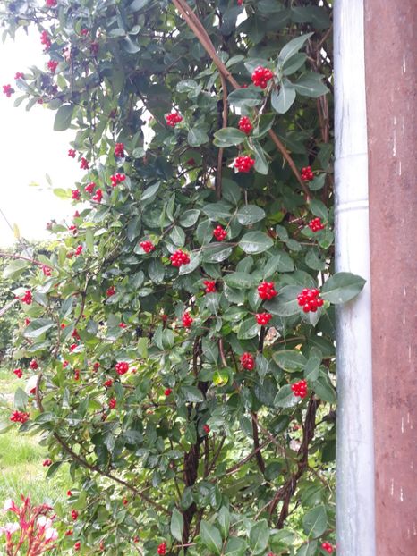 20180715_135427[1] - lonicera