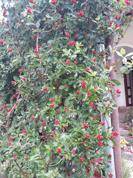 20180715_135448[1] - lonicera