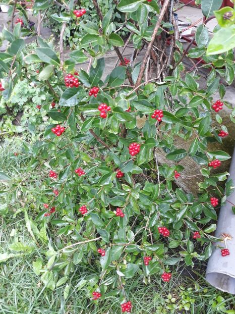 20180715_135521[1] - lonicera