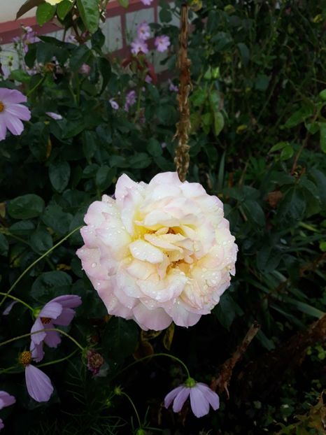 20180715_135812[1] - peace