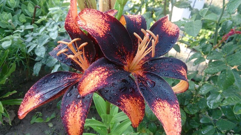  - 0 FLORI 2018 in gradina