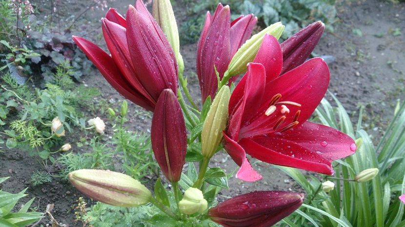  - 0 FLORI 2018 in gradina