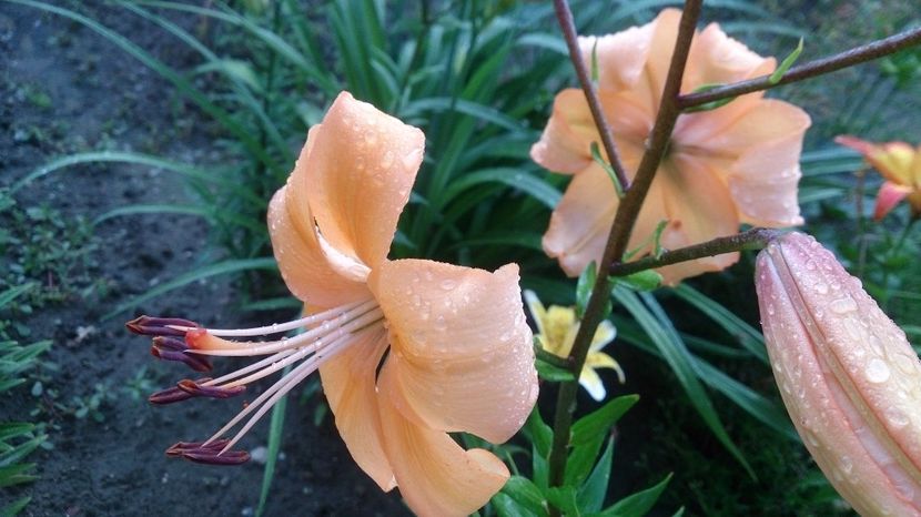  - 0 FLORI 2018 in gradina