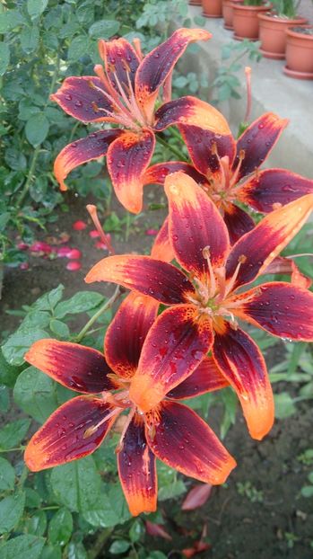  - 0 FLORI 2018 in gradina