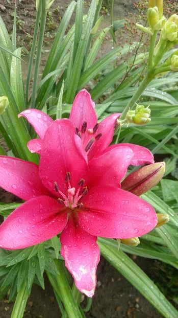  - 0 FLORI 2018 in gradina