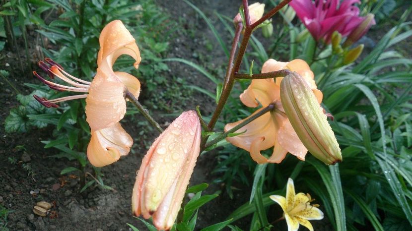  - 0 FLORI 2018 in gradina